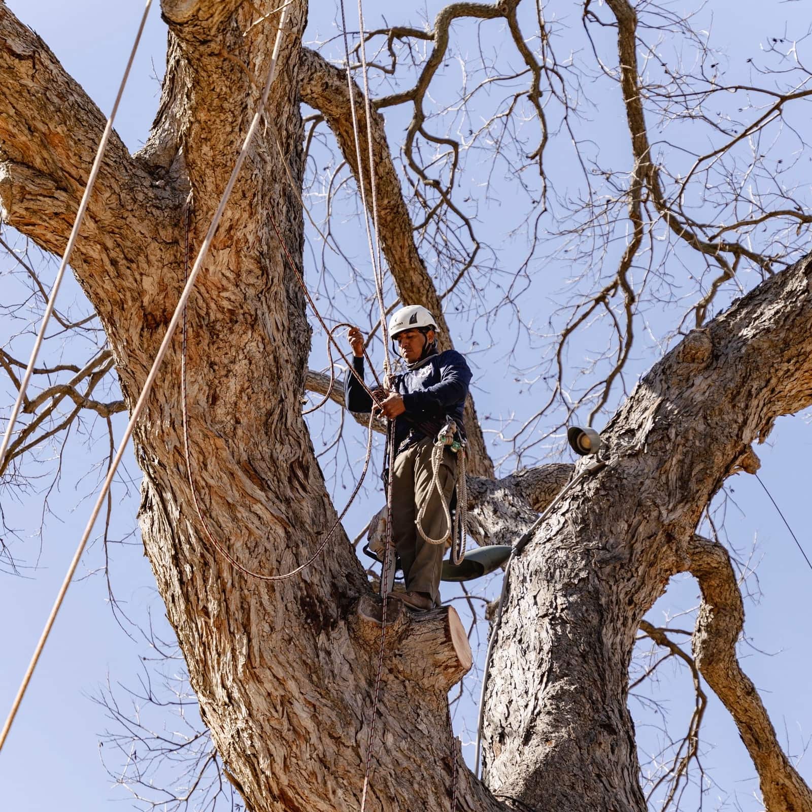 Republic Tree Service team