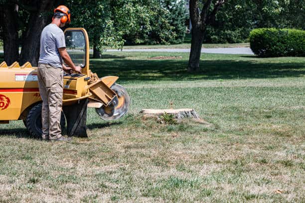 Ball moss removal service