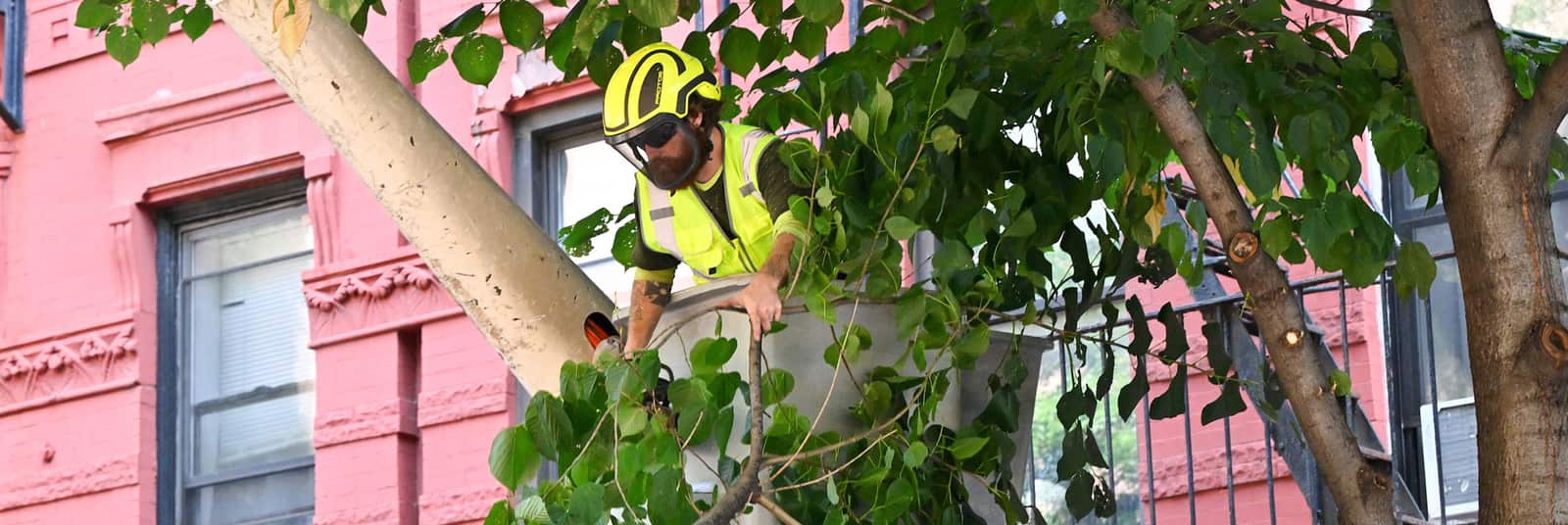 Oak wilt analysis