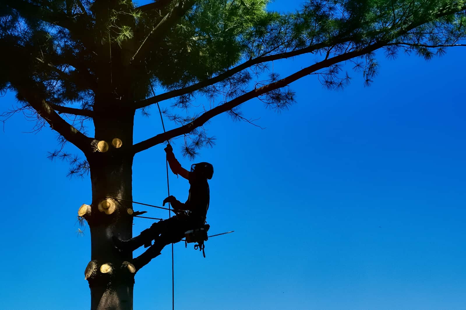 Tree risk assessment